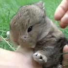 Кавайняшка: видео с маленьким кроликом