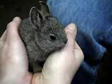 Кавайняшка: Кролик-пигмей