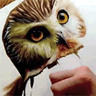 Видео: ускоренный процесс рисования совы