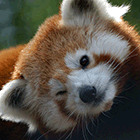 Фотографии красной панды