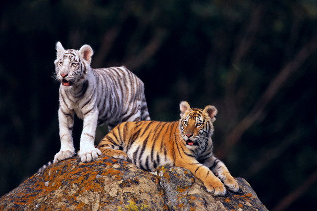 Кавайняшка: Тигрята