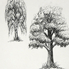 Как рисовать лиственные и хвойные деревья