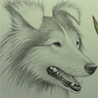 Видео урок рисования: как нарисовать собаку (Колли)