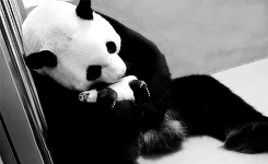Кавайняшка: Панда с малышом