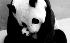 Кавайняшка: Панда с малышом