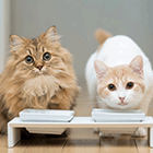 Кавайняшка: интересные фотографии кошек