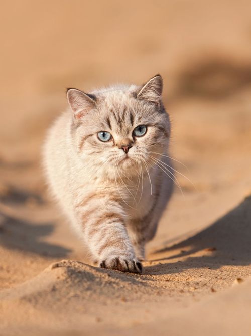 Кавайняшка: Кошки, Котята и Щеночки