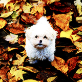 Осенние фотографии собак