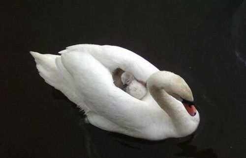 Кавайняшка: фотографии очаровательных животных и лебедя с птенцом