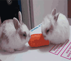 Кавайняшка: анимации с кроликами