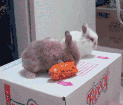 Кавайняшка: анимации с кроликами