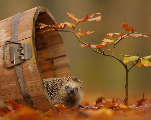 Кавайняшка: Осенние фотографии животных