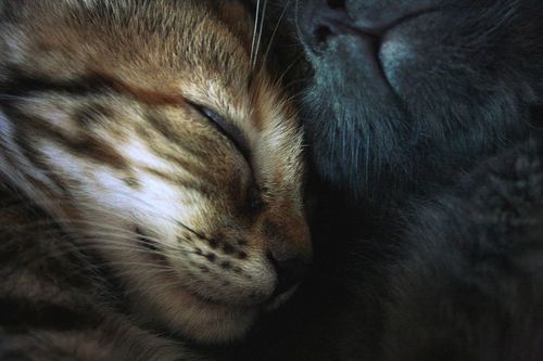 Кавайняшка: Кошки и котята