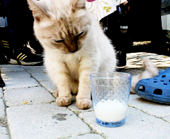 Кавайняшка: Кошка и молоко в стакане