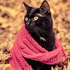 Кошки в шарфиках