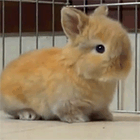 Кавайняшка: маленькие кролики