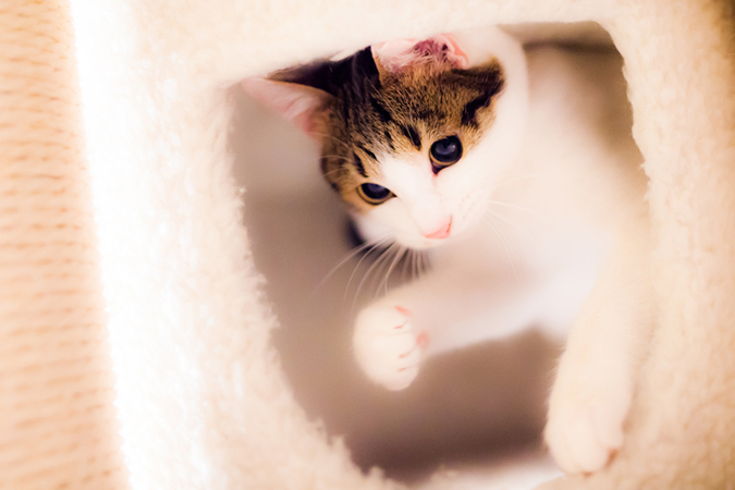 Кавайняшка: Фотографии кошки
