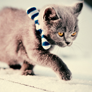 Кавайняшка: Кошки, зима и Новый Год