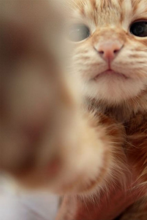 Кавайняшка: Кошки фотографируют сами себя