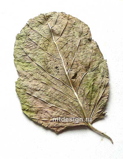 Рисуем зимний пейзаж гуашью - отпечатки листьев