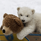 Белый медвежонок и игрушечный мишка