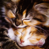 Кавайняшка: Спящие котята
