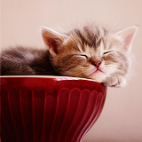 Кавайняшка: Спящие котята