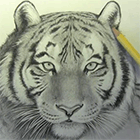 Видео урок рисования тигра