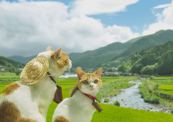 Кошки, ставшие главными символами сайта путешествий