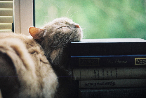 Кавайняшка: Кошки и книги