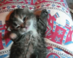 Кавайняшка: Славный сонный котенок