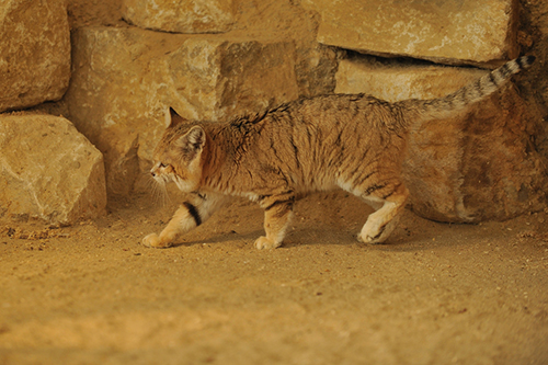 Фотографии барханной кошки