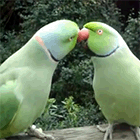 Кавайняшка: разговор и поцелуй двух попугайчиков