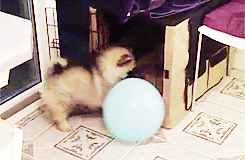 Щенок играет с воздушным шариком