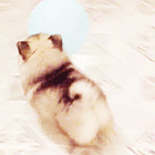 Щенок играет с воздушным шариком