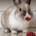 Видео: Кролик ест малину