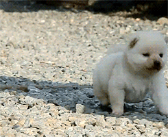 Кавайняшка: Очаровашка щенок на прогулке