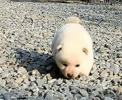 Кавайняшка: Очаровашка щенок на прогулке