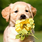 Кавайняшка: Собачки и щеночки с цветами в зубах