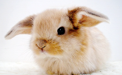 Кавайняшка: Мини картинки с кроликами