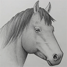 Урок рисования головы лошади