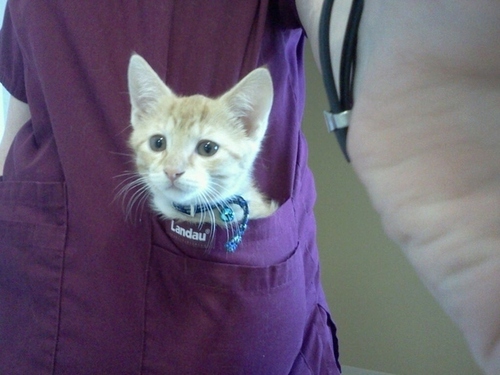 Кавайняшка: Котята в карманах