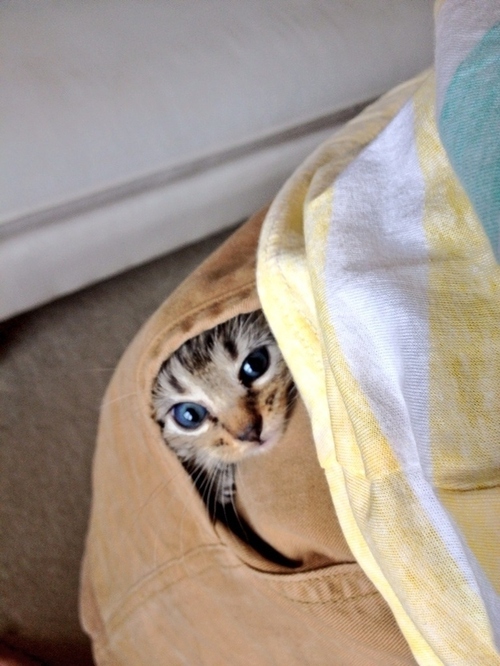 Кавайняшка: Котята в карманах