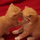 Кавайняшка: Поцелуи кошек