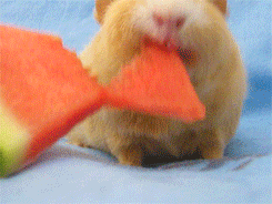 Кавайняшка: Морские свинки едят арбуз