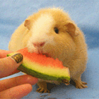 Кавайняшка: Морские свинки едят арбуз