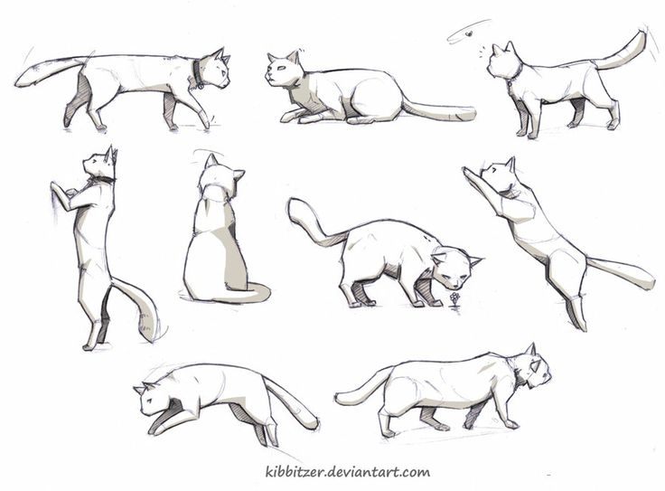 Как рисовать кошек - YouLoveIt.ru