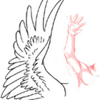 Рисование: рука и крыло