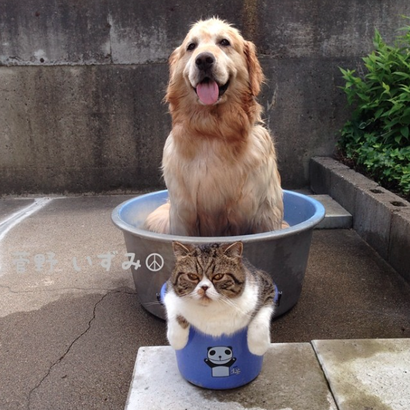 Кавайняшка: Кошка и собака - лучшие друзья