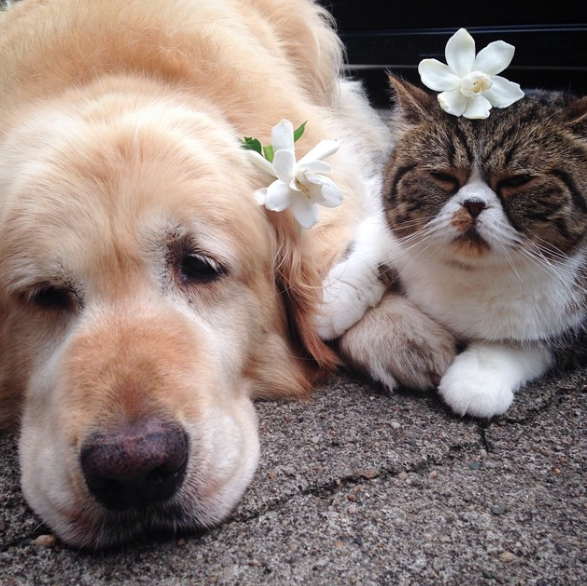 Кавайняшка: Кошка и собака - лучшие друзья
